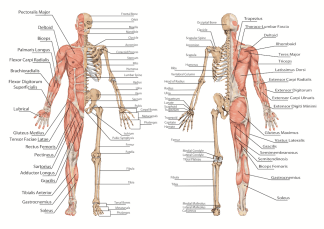 anatomy-